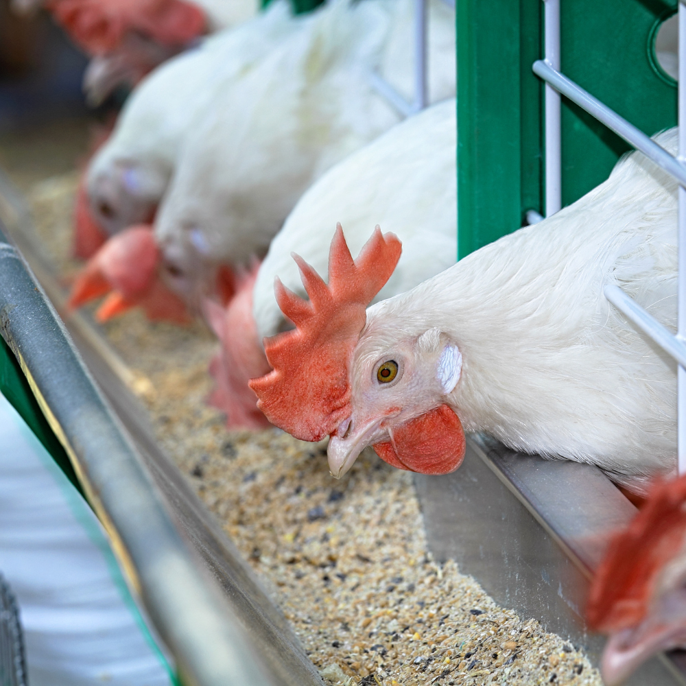 Poultry Feed