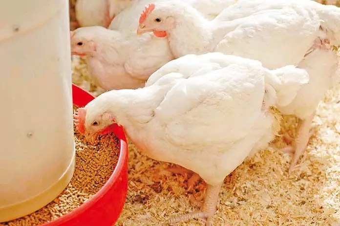 Poultry Feed Export Packaging