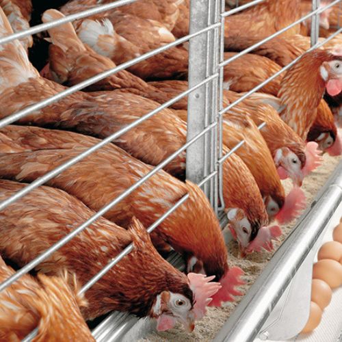 Bulk Poultry Feed Export