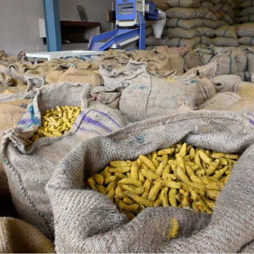 Bulk Turmeric Export